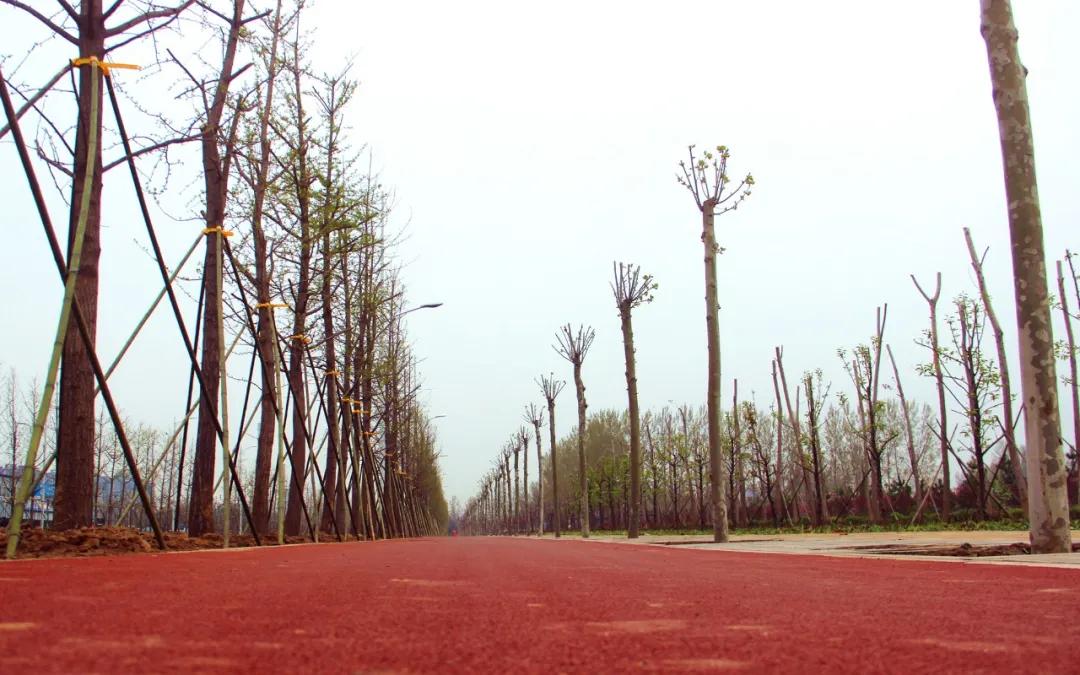 學(xué)府路健康步道綠化